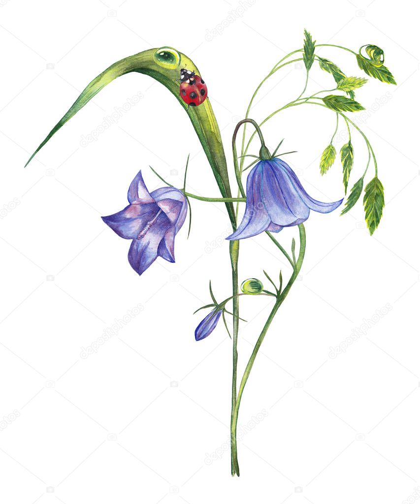 Illustration of realistic summer plant. Colorful green grass with spikelet, purple bellflower and ladybug. Fragment of meadow wildlife. Watercolor hand painted isolated elements on white background.