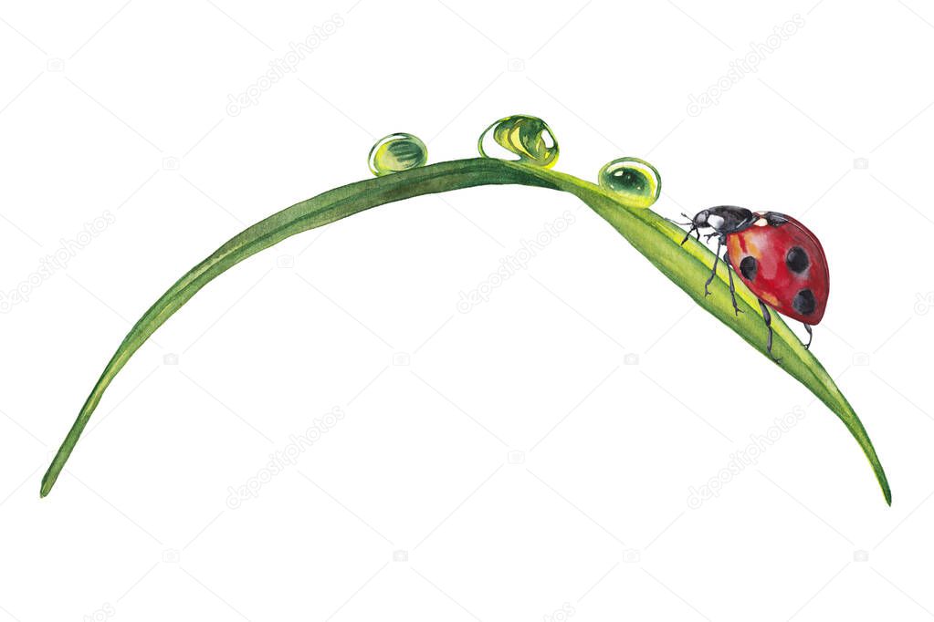 Illustration of realistic summer plant. Colorful green grass with dew drops and ladybug. Fragment of garden wildlife. Watercolor hand painted isolated elements on white background.