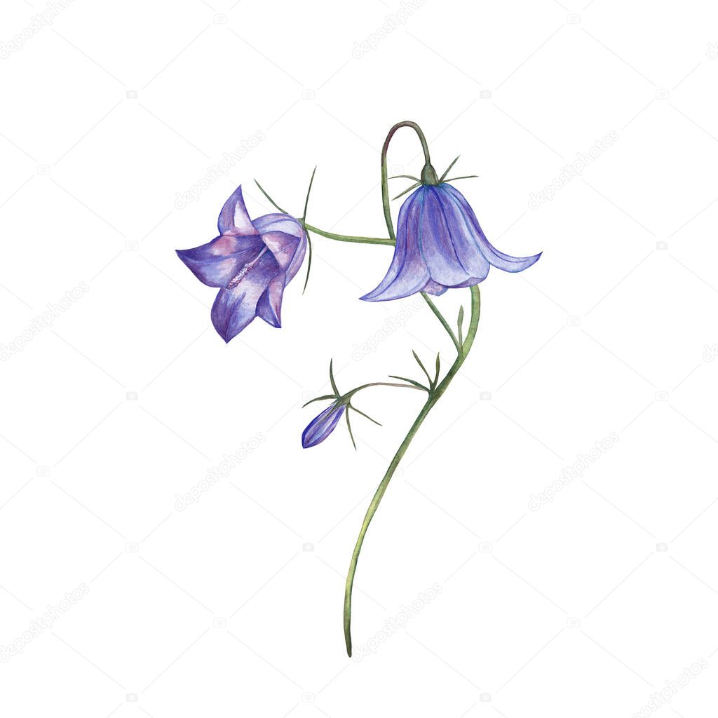 Illustration of realistic purple bellflower. Colorful summer plant, meadow wild flower. Watercolor hand painted isolated elements on white background.