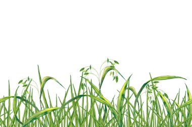 Gerçekçi yaz bitkisinin kusursuz sınırı. Dikenli taze yeşil çimenler. Vahşi yaşam çayır afişi. Suluboya elle beyaz arkaplana izole elementler çizdi.