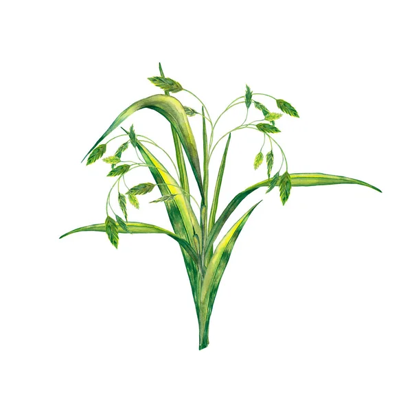 Elegant Bukett Realistisk Sommarväxt Saftigt Färskt Grönt Gräs Med Kryddor — Stockfoto