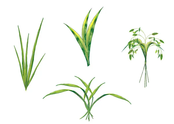 Clip Konst Realistisk Sommarväxt Saftigt Färskt Grönt Gräs Och Kryddor — Stockfoto