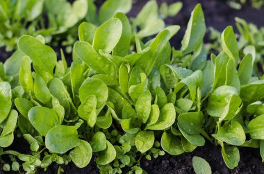 Bahçede yapraklarında su damlalarıyla ıspanak. Vejetaryenlik, vejetaryenlik, çiğ gıda diyeti. Yaz bahçesi işi.