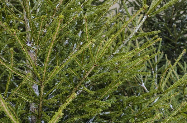 A textura dos galhos da árvore de Natal. Árvores de Natal na rua, venda e compra de árvores de Natal. Notícias sobre os preparativos para o Natal e Ano Novo. Paisagem inverno — Fotografia de Stock