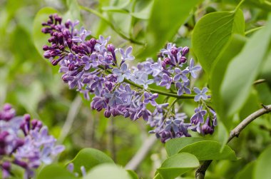 Yeşil yaprakların arka planına özenle odaklanmış leylak çiçekleri. Bahar, bahar çiçekleri. 