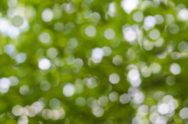 Kopyalama alanı ile bulanık bokeh arkaplan. Yeşil yaprakların arasından ışık. Bahar