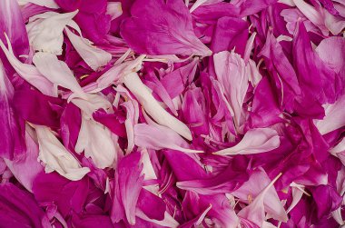 Fotokopi alanı olan kutlama arkaplan kartı. Pembe ve beyaz şakayıkların test yaprakları. Sevgililer Günü. Doğum günü. 