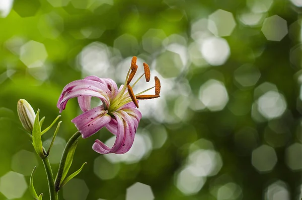 Pink garden lily on blurry green bokeh background with copy spae. Greeting card- background for Mother's Day, Valentine's Day. Spring — ストック写真