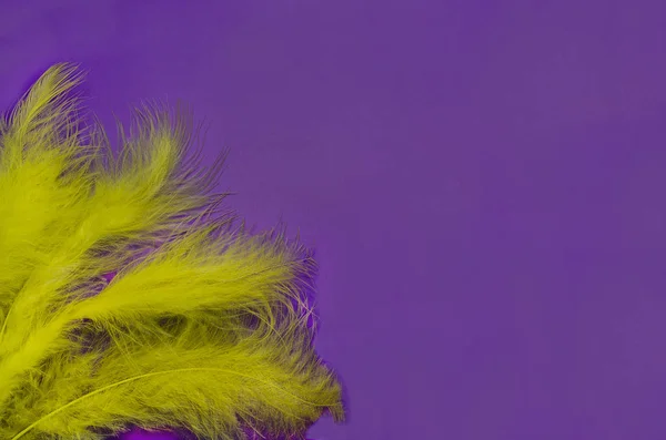 Carnival. Festive background with copy space. Yellow feathers on a purple background. Mardi Gras. Brazilian. — Stock Photo, Image