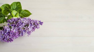 Bir yazı için tatil kartı arkaplanı. Fotokopi alanı olan beyaz ahşap bir arka planda çiçek açan leylak. 8 Mart Kadınlar Günü, Anneler Günü