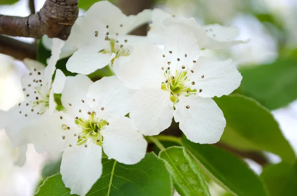 リンゴの開花枝 選択的焦点と明るいカラフルな春の花 — ストック写真