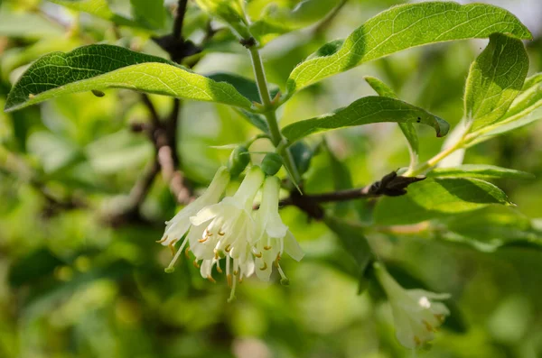 スイカズラの開花枝 選択的焦点で春の花 — ストック写真