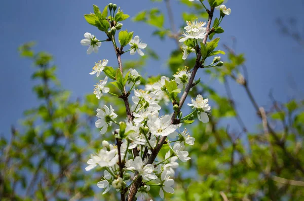 満開の桜の果樹園 選択的焦点で青い空に対する開花枝 — ストック写真