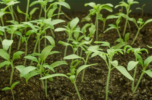 Odla Tomatplantor Våren Gröna Groddar Bricka Med Jord Fönsterbrädan Trädgårdsarbete — Stockfoto