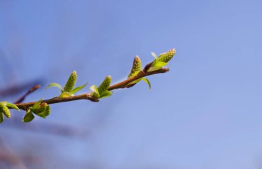 Fotokopi uzayı olan mavi gökyüzü arka planında yaprakları açan bir ağaç dalı. Doğanın ilkbahar uyanışı. Özgürlük ve mutluluk.