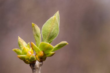 Kopya alanı olan bir dalda tomurcukları ve yaprakları aç. Makro fotoğraf. Bahar Yazı. Fotoğraf duvarı kağıdı..