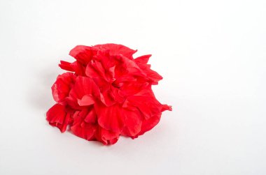 Beyaz arka planda izole edilmiş güzel kırmızı çiçek. Aşk ve tutku kavramı. Kozmetik için arka plan. Sevgililer günü için tebrik kartı, Anneler Günü. Tasarım için.