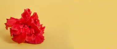 Fotokopi alanı olan sarı arkaplanda güzel kırmızı bir çiçek. Aşk ve tutku kavramı. Kozmetik için arka plan afişi. Sevgililer günü için tebrik kartı, Anneler Günü. Tasarım için.