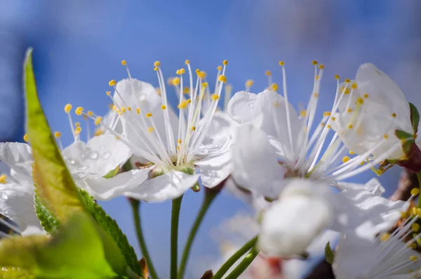 水滴で春の花を閉じます 梅とチェリーの開花 誕生日カード母の日3月8日 光壁紙 — ストック写真