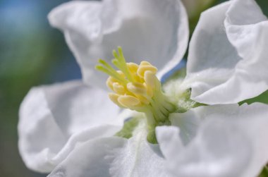 Elma ağacı çiçeği yakın plan. Makro fotoğraf. Bahar ve yaz, doğanın ve bahçelerin çiçek açması. Meyve ağaçları. Bahçıvanlık.