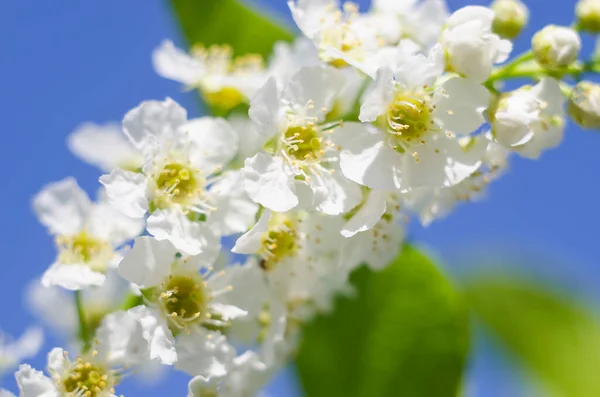 春と夏の花 青い空の背景に鳥の桜の花をクローズアップ マクロ写真 誕生日 母の日 夏の銘文 本文について — ストック写真