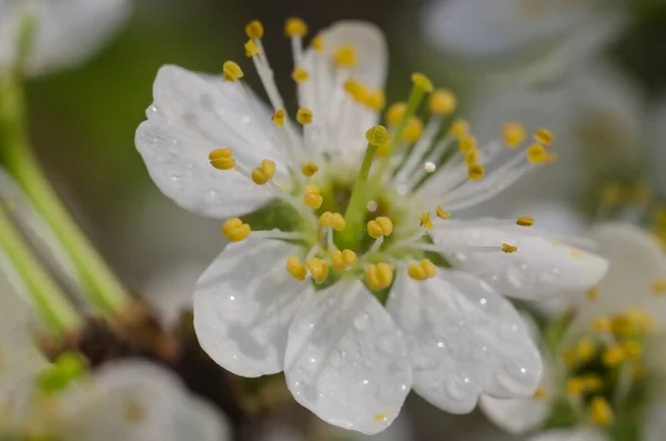 とげのある花のクローズアップ マクロ写真 春と夏 自然と庭園の花 果物の木 — ストック写真