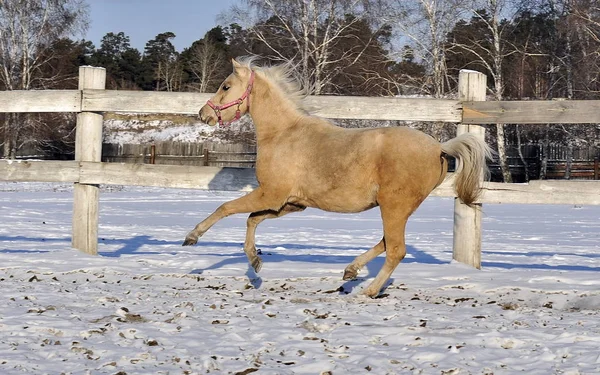 Caballo Amarillo Cría Pony Galés Está Corriendo Través Nieve Blanca —  Fotos de Stock