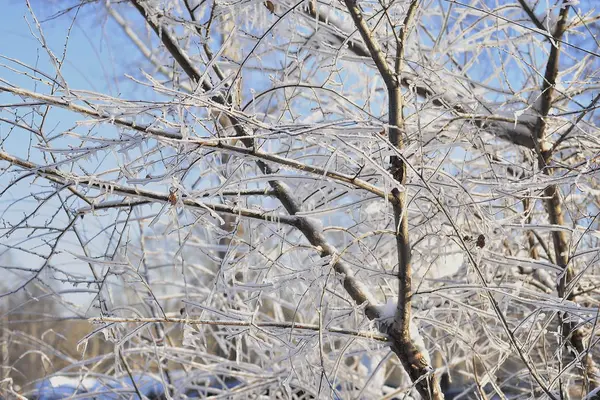 Inverno Árvore Gelo Contra Céu Azul Cartão Natal — Fotografia de Stock