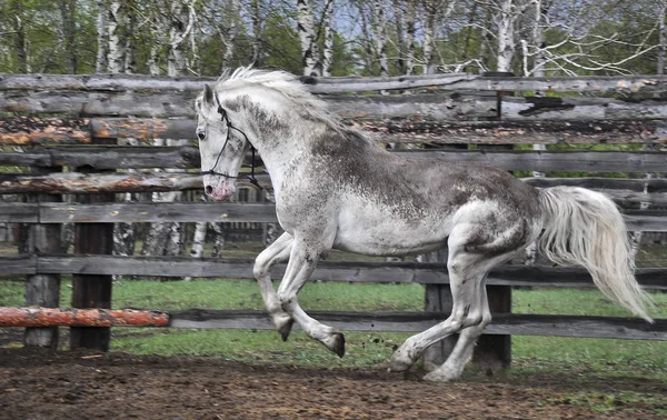 Caballo Blanco Sucio Jugando Corriendo Levada Bajo Lluvia Caballo Semental —  Fotos de Stock