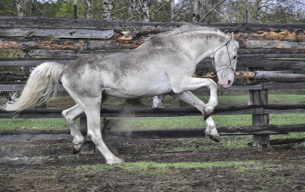 Cavallo Bianco Sporco Che Gioca Che Corre Nella Levada Sotto — Foto Stock