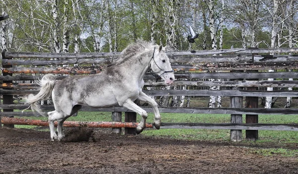 White, dirty horse playing, running in the Levada in the rain.horse stallion play and jump in desert dust. Black and white horse