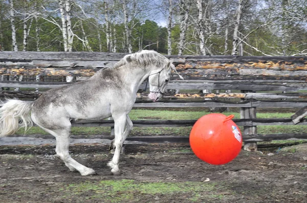 Cavallo Che Gioca Con Una Palla Bianco Sporco Cavallo Che — Foto Stock