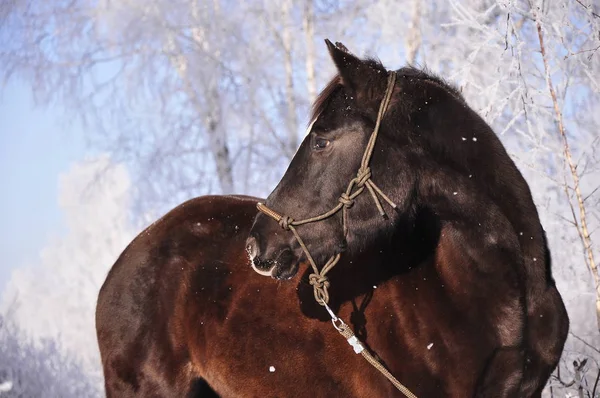 Beau Cheval Noir Sur Fond Une Fabuleuse Forêt Hiver Licou — Photo