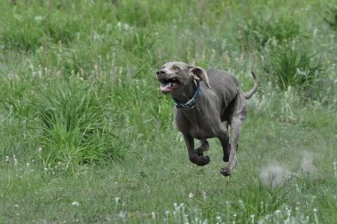 Köpek yarışı. Yarışma köpekleri hızla koşuyor. Yaz. 