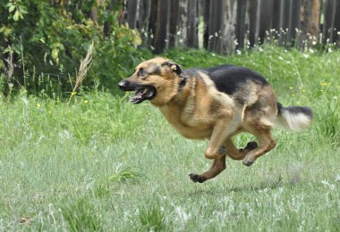 Köpek yarışı. Yarışma köpekleri hızla koşuyor. Yaz. 