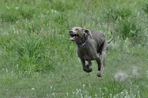 Dog Race Competition Dogs Running Speed Summer — 스톡 사진