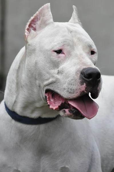 Retrato Una Raza Canina Dogo Argentino Perro Blanco Con Collar Imagen de stock