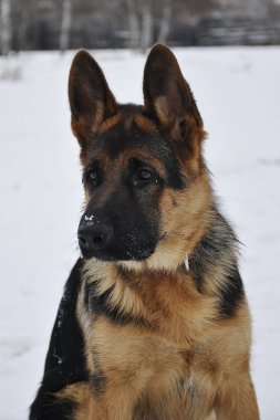 Bir Alman çoban köpeğinin portresi. Siyah ve kırmızı.