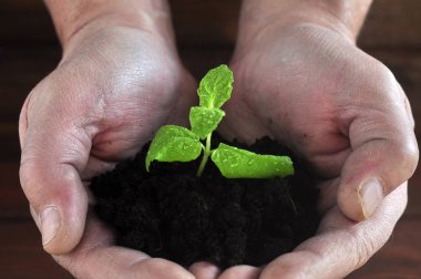 Büyümek için ağaç diken el dünyaya yardım et, çevre sorunları, doğayı koru dünya sevgisi kavramı.