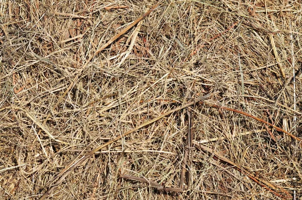 Tekstur Rumput Kering Pakan Hewan Latar Belakang Untuk Teks — Stok Foto