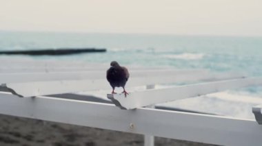 Bir güvercin ahşap beyaz bir yapıda oturur ve arka planda mavi bir deniz olan kameraya bakar..