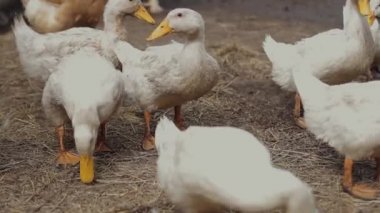 Beyaz ördekler yerde yürüyor, samanla kaplı, yakın plan..
