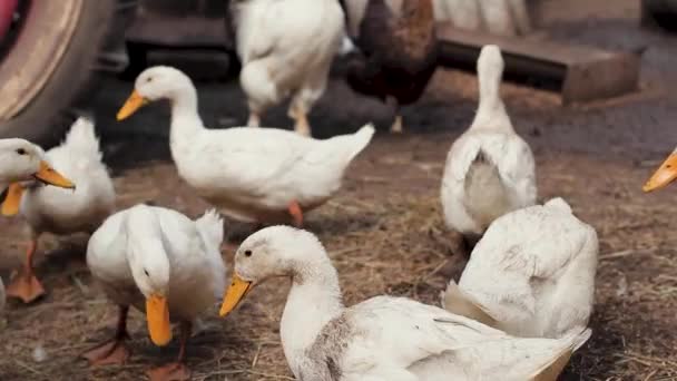 Patos Brancos Caminham Chão Espalhados Com Palha Fundo Velho Trator — Vídeo de Stock