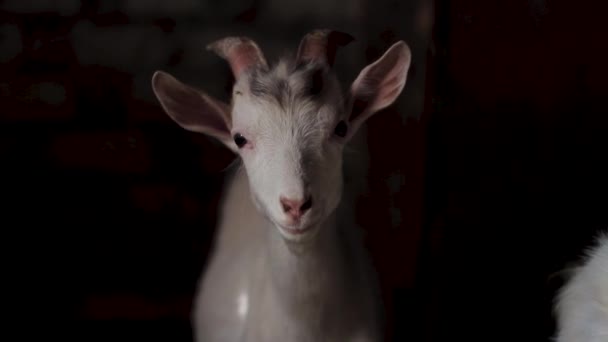 Biała Koza Patrząca Kamerę Zbliżenie — Wideo stockowe