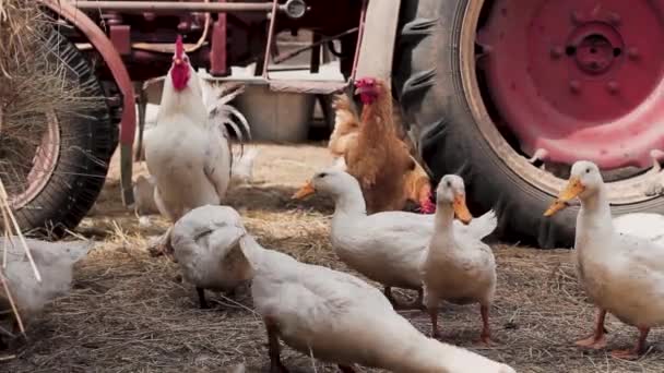 White Ducks Chickens Walk Ground Strewn Straw Background Old Red — Stock Video