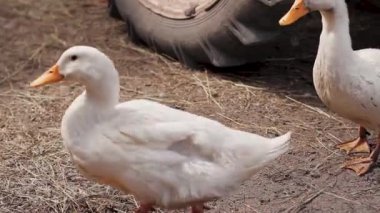 Beyaz ördekler yerde yürüyor, samanla kaplı, arka planda eski bir kırmızı traktör var..