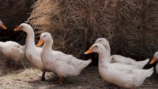 白色的鸭子在地上走着 在草丛中撒满了稻草 — 图库视频影像