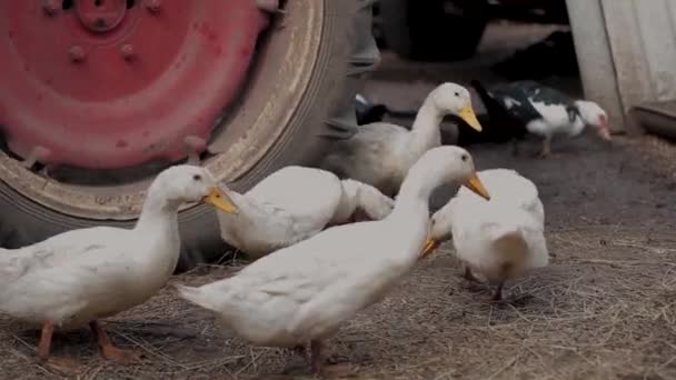 Beyaz Ördekler Yerde Yürüyor Samanla Kaplı Arka Planda Eski Bir — Stok video