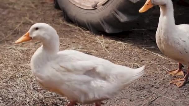 Patos Brancos Caminham Chão Espalhados Com Palha Fundo Velho Trator — Vídeo de Stock