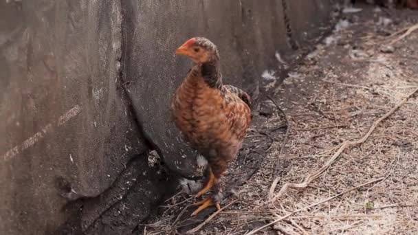 Roodharige Kippen Pikken Graan Drinken Water Boerderij — Stockvideo